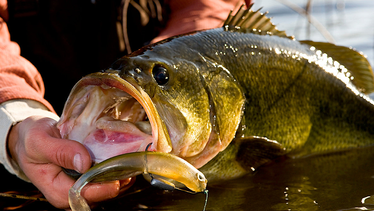 BASS BAIT